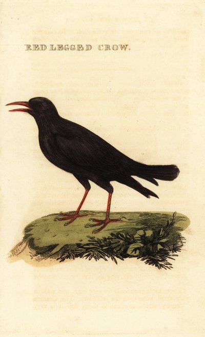Alpendohle, Pyrrhocorax pyrrhocorax von British School