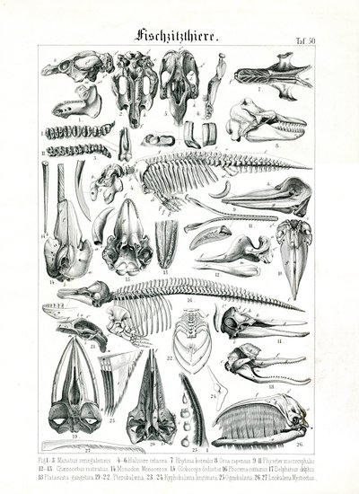 Anatomische Illustration von Meeressäugern von C. Roth