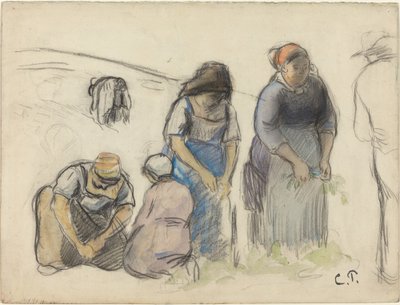Erbsenernte von Camille Pissarro