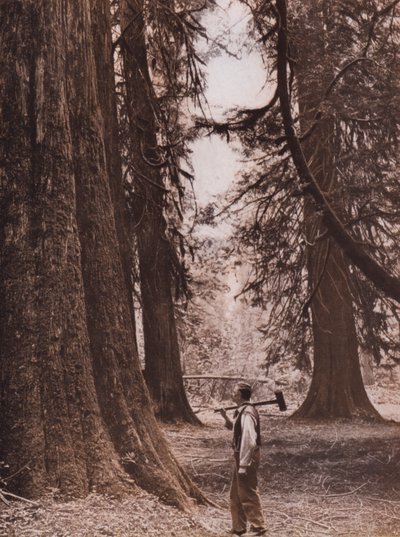 Douglasien, British Columbia, Kanada von Canadian Photographer