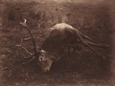 Toter Hirsch von Captain Horatio Ross