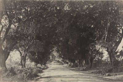 Allee der Banyanbäume, Seringham, Indien, 1858 von Captain Linnaeus Tripe
