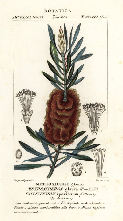 Albany-Flaschenbürste, Callistemon speciosus von Carini Carini