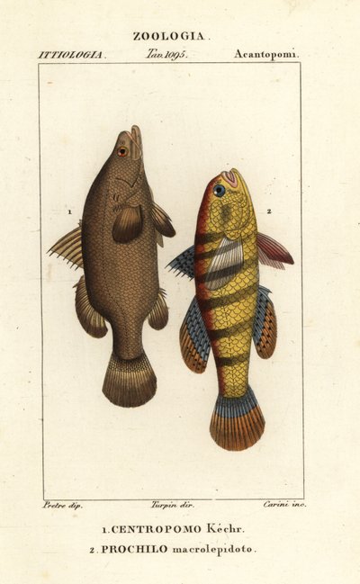 Nilbarsch, Lates niloticus, und Schläferfisch oder Gründling, Ophiocara macrolepidota von Carini Carini