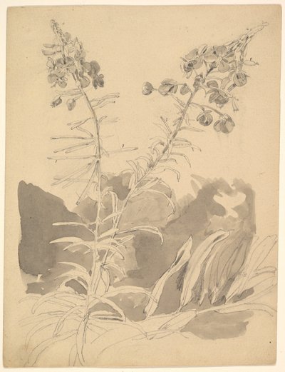 Studie eines Weidenkrauts / Studie von zwei Kühen von Carl Gustav Carus
