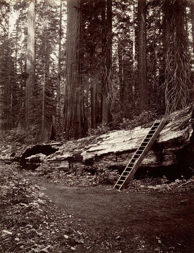 Vater des Waldes, 1865-66, gedruckt ca. 1876 von Carleton Emmons Watkins