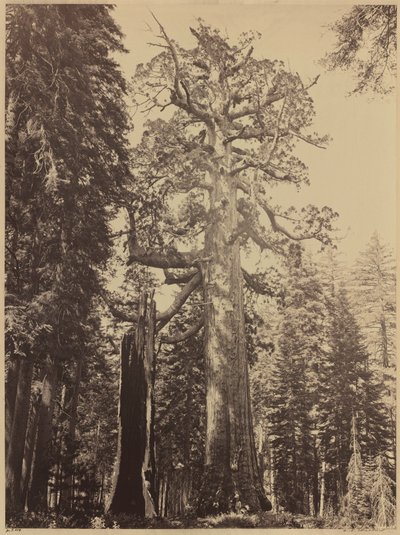 Grizzly Giant, Mariposa Grove, 1861 von Carleton Emmons Watkins