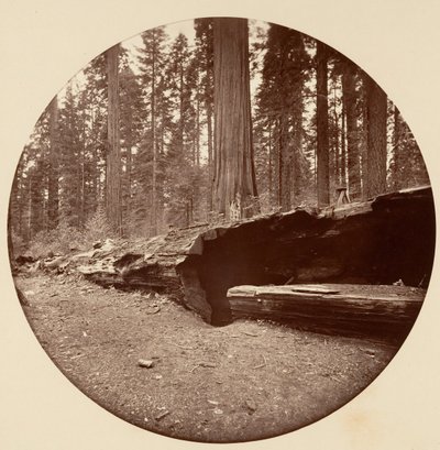 Mammoth Three Grove Hotel, Calaveras Co von Carleton Emmons Watkins