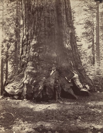Abschnitt des Grizzly-Riesen mit Galen Clark, Mariposa Grove, Yosemite, 1865-66, gedruckt ca. 1876 von Carleton Emmons Watkins