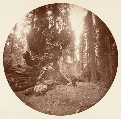 Der Vater des Waldes - Die Rückseite des Pferdes. Calaveras Grove von Carleton Emmons Watkins