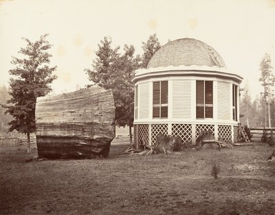 Das Haus über einem Baumstumpf von Carleton Emmons Watkins