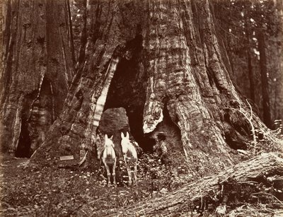 Der Dreifuß, 94 Fuß Umfang, 1865-66, gedruckt ca. 1876 von Carleton Emmons Watkins