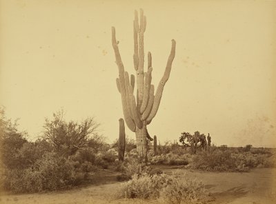  von Carleton Watkins