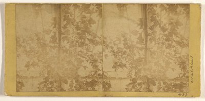 Weinreben von Carleton Watkins