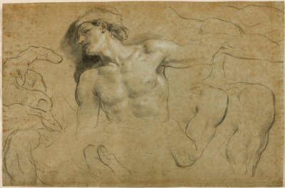 Studien von Händen, Schultern und einem Bein von Carlo Cignani
