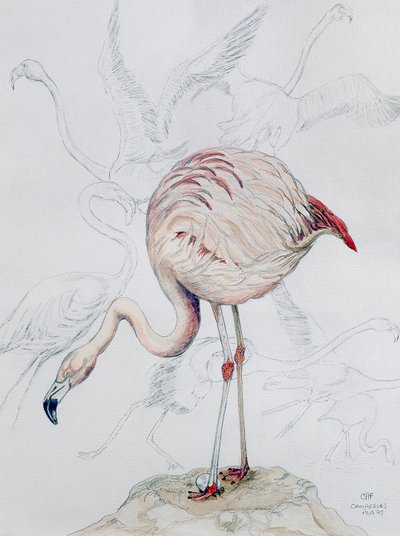Flamingo von Carolyn Hubbard Ford
