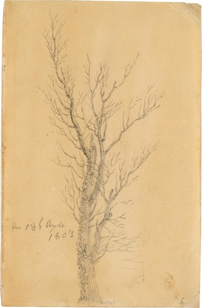 Baumstudie von Caspar David Friedrich