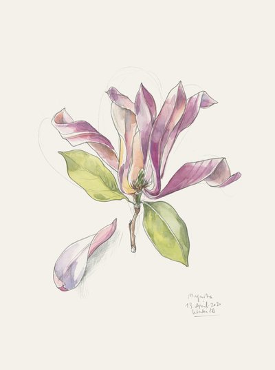 Rosa Aquarell-Magnolie von Catalina Somolinos