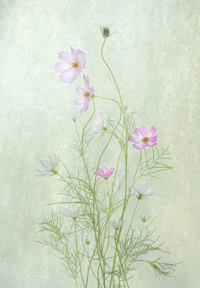 Zarte Kosmosblüten von Catherine Wang