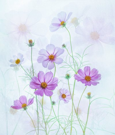 Träumende Rosa Kosmos von Catherine Wang