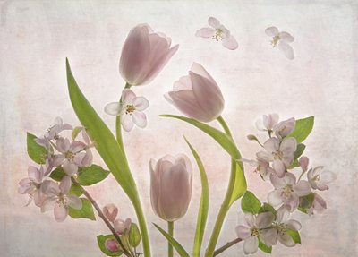 Weiche Rosa Tulpenblüten von Catherine Wang