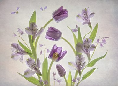 Weiche Lila Blumen von Catherine Wang