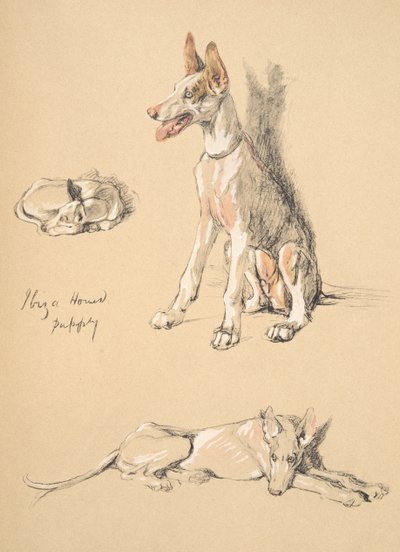 Ibiza-Hundewelpe, 1930, Illustrationen aus seinem Skizzenbuch verwendet für Just Among Friends, Aldin, Cecil Charles Windsor (1870-1935), später veröffentlicht von Eyre und Spottiswoode Limited, 1934 von Cecil Charles Windsor Aldin