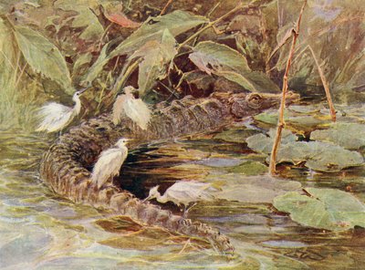 Krokodil und begleitende Reiher von Charles (after) Whymper