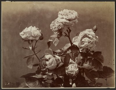 Rosen von Charles Aubry