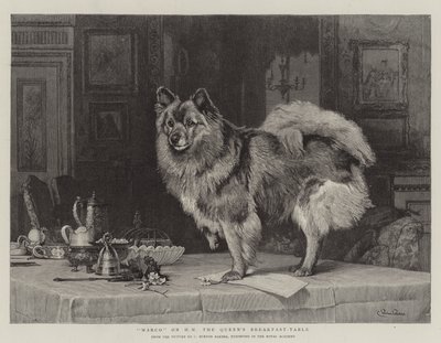Marco auf dem Frühstückstisch Ihrer Majestät der Königin von Charles Burton
