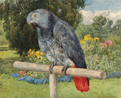 Graupapagei von Charles Collins