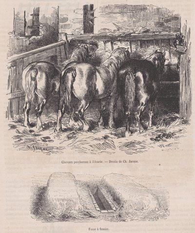 Percheron-Pferde im Stall, Mistgrube, aus Magasin Pittoresque, ca. 1852 von Charles Emile Jacque