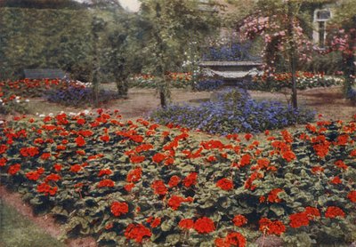 Geranie Paul Crampel und andere Sommerblumen von Charles Essenhigh Corke