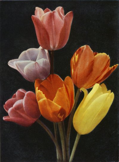 Mai blühende Tulpen von Charles Essenhigh Corke