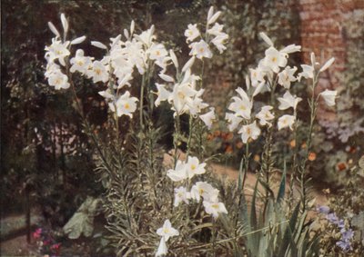 Die Madonnenlilie, Lilium candidum von Charles Essenhigh Corke
