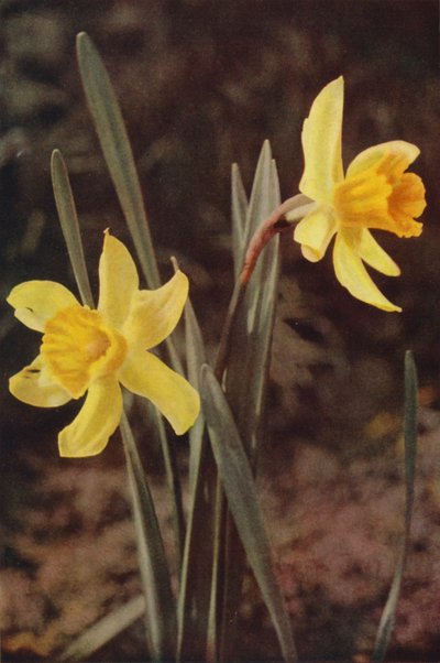 Wildblumen: Narzisse von Charles Essenhigh Corke