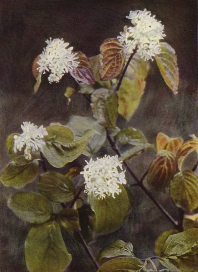 Wildblumen: Hartriegel von Charles Essenhigh Corke