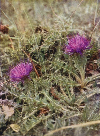 Wildblumen: Zwergdistel von Charles Essenhigh Corke