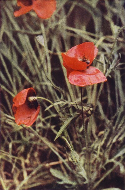 Wildblumen: Klatschmohn von Charles Essenhigh Corke