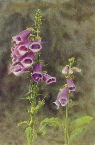 Wildblumen: Fingerhut von Charles Essenhigh Corke
