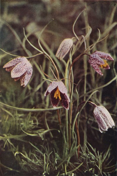 Wildblumen: Schachblume von Charles Essenhigh Corke