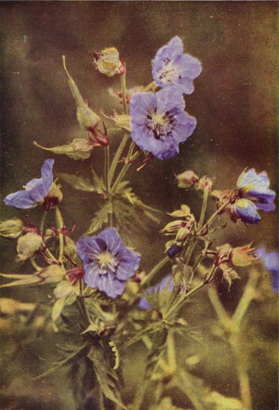 Wildblumen: Wiesen-Storchschnabel von Charles Essenhigh Corke