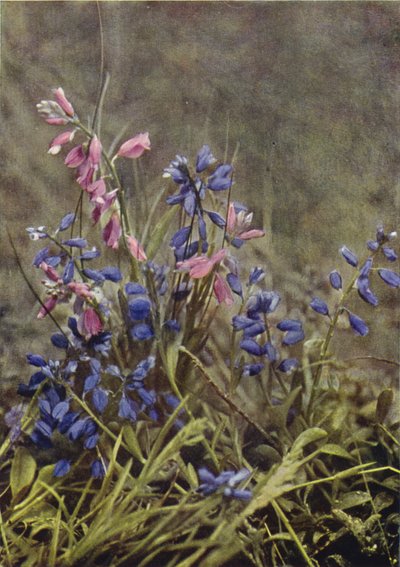 Wildblumen: Kreuzblume von Charles Essenhigh Corke