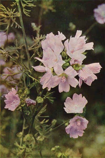 Wildblumen: Moschus-Malve von Charles Essenhigh Corke