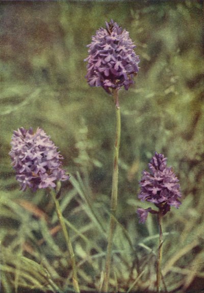 Wildblumen: Pyramiden-Knabenkraut von Charles Essenhigh Corke