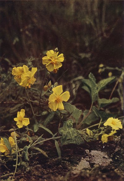 Wildblumen: Sonnenröschen von Charles Essenhigh Corke