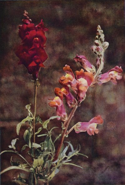 Wildblumen: Löwenmaul von Charles Essenhigh Corke