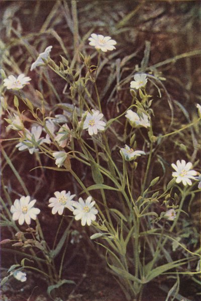 Wildblumen: Sternmiere von Charles Essenhigh Corke