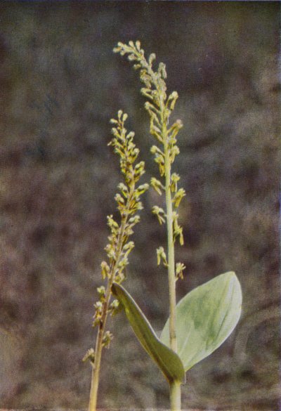 Wildblumen: Zweiblatt von Charles Essenhigh Corke