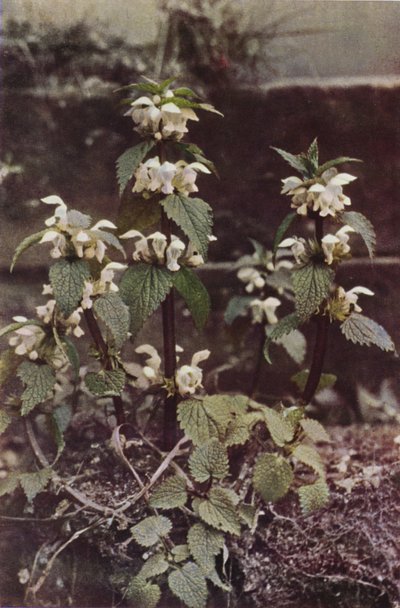 Wildblumen: Weiße Taubnessel von Charles Essenhigh Corke